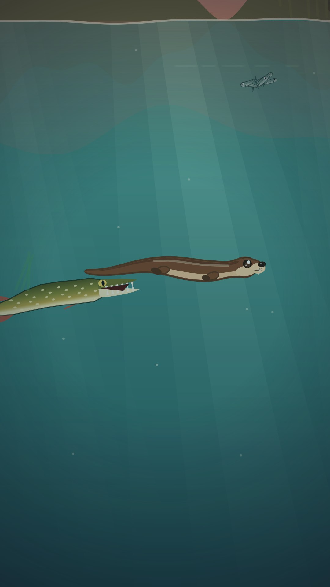 A pike closing in on the otter underwater