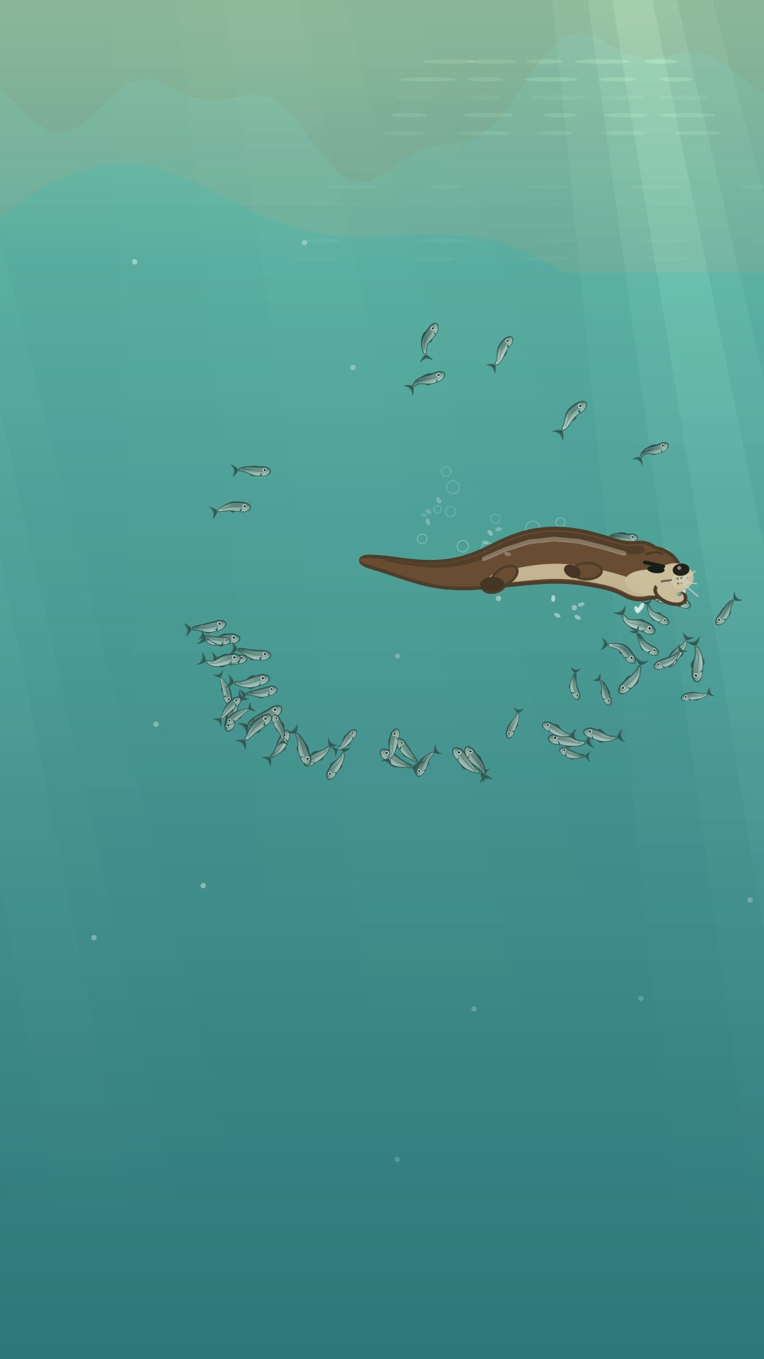 The otter circling a shoal of fish