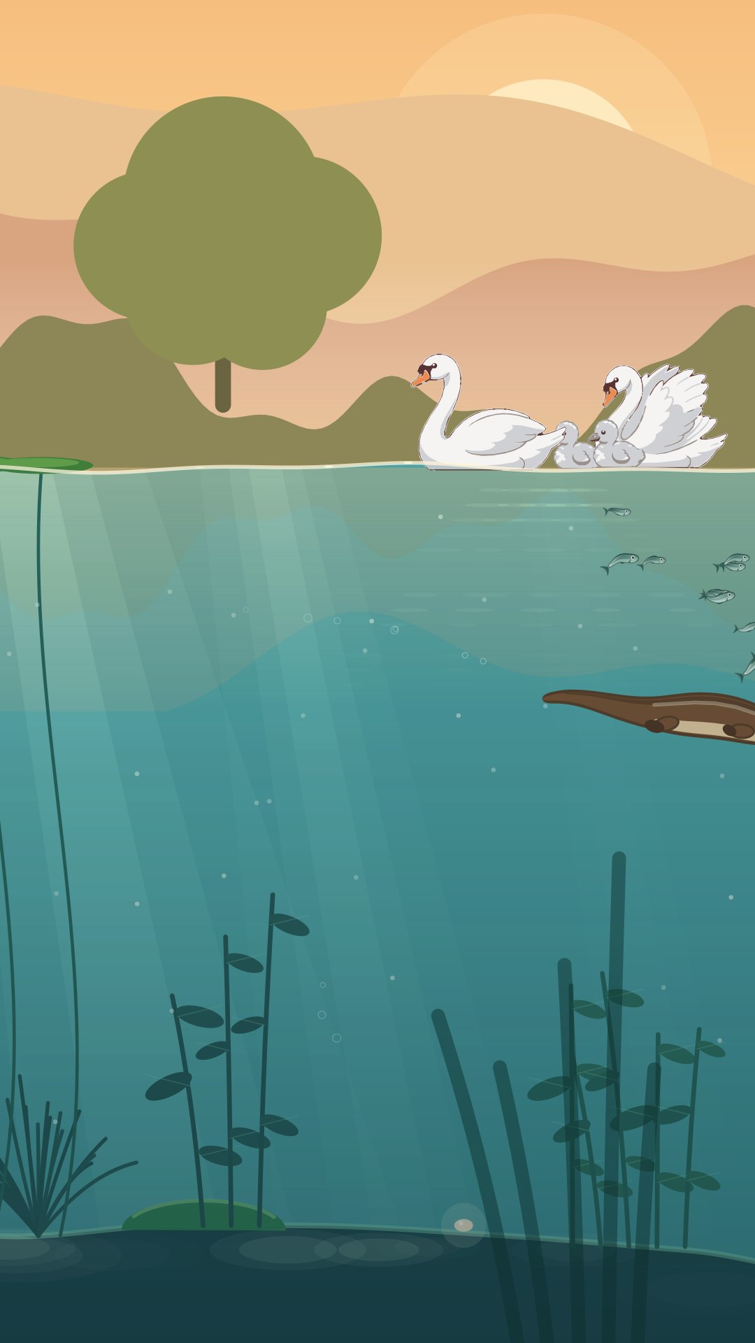 The otter swimming near a swan and her cygnets